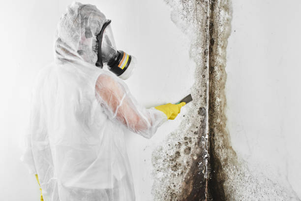 Reliable Icard, NC Mold Removal Solutions