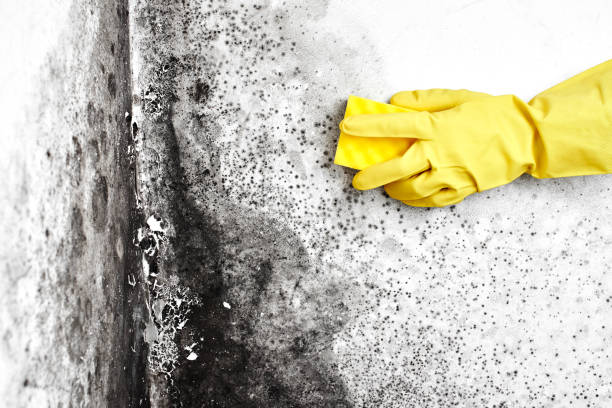 Best Mold Remediation  in Icard, NC