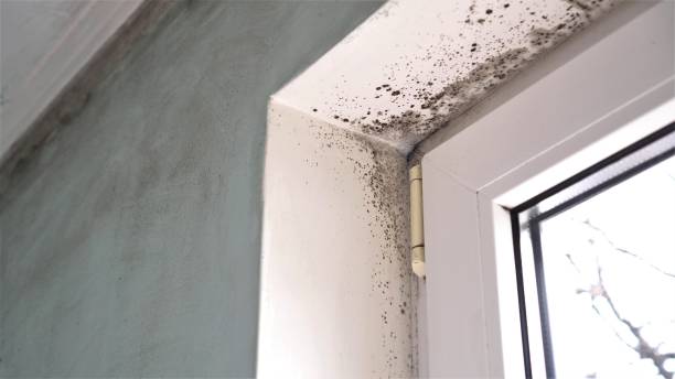Best Crawl Space Mold Removal  in Icard, NC