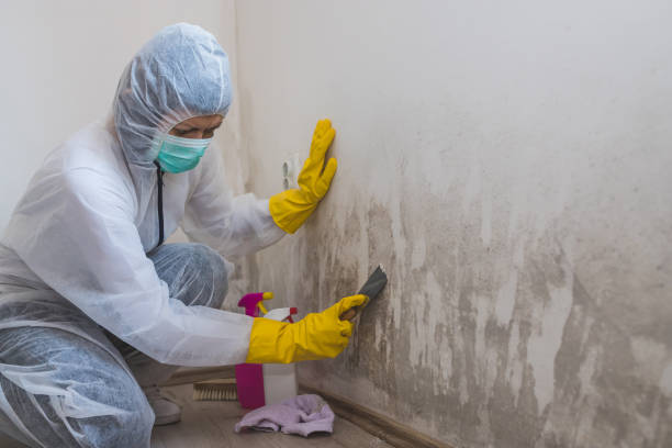 Best Commercial Mold Removal  in Icard, NC
