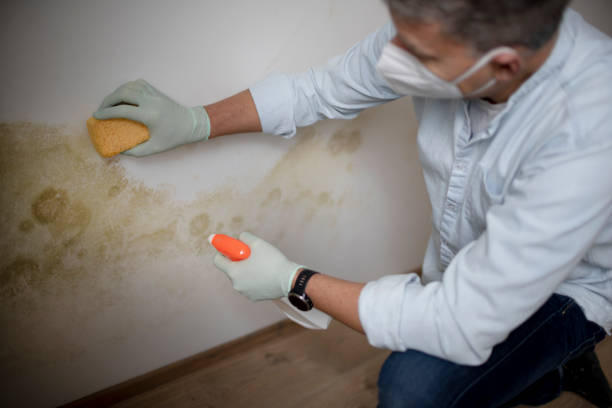Best Black Mold Removal  in Icard, NC
