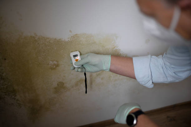 Best Professional Mold Removal  in Icard, NC