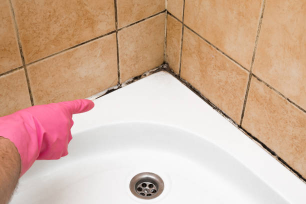 Best Local Mold Removal Service  in Icard, NC